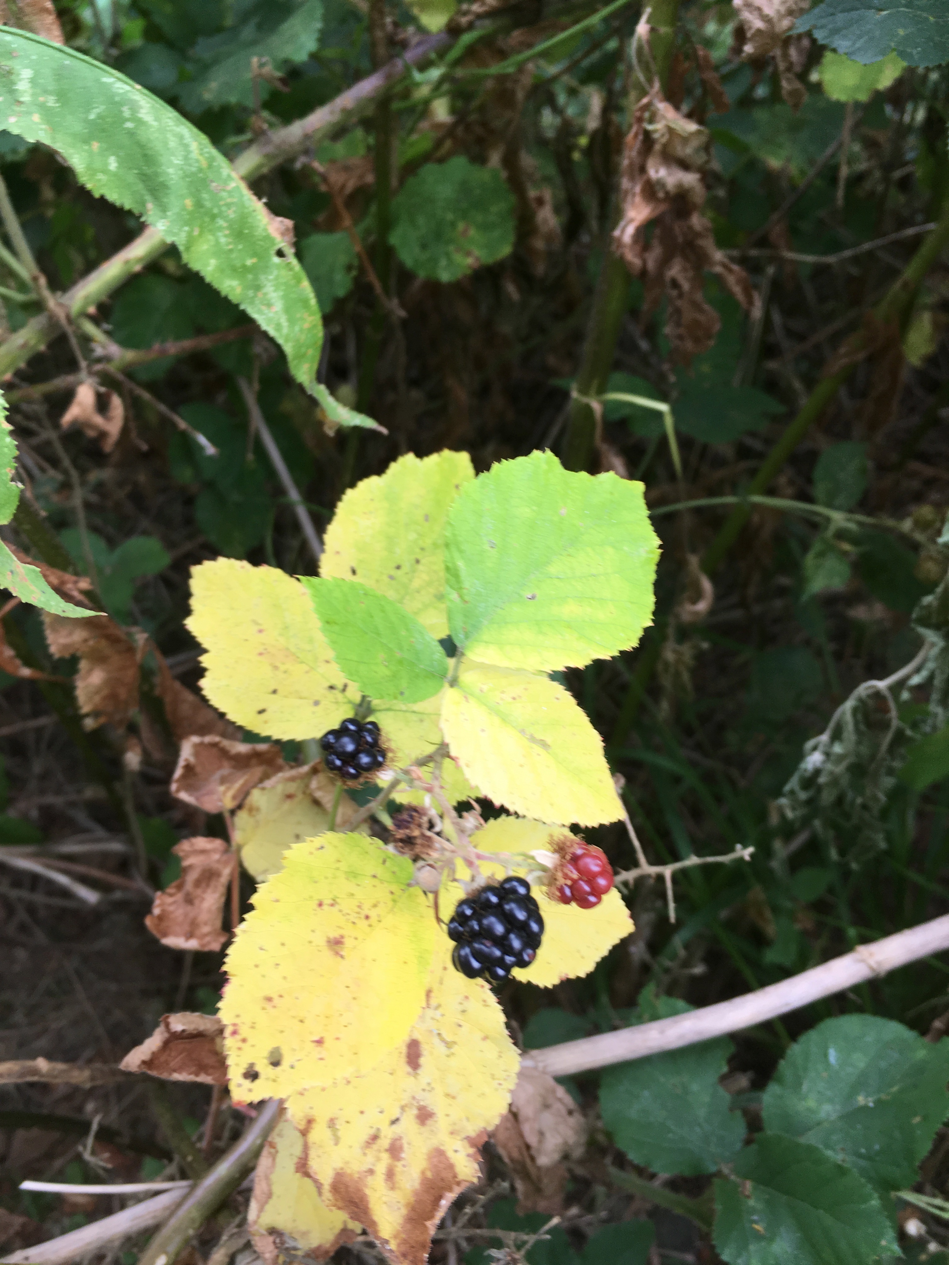 Daarstraks mediteerde ik.